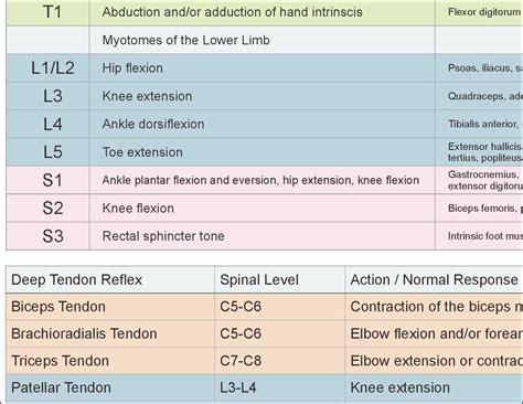 Dermatomes, Myotomes and DTR Poster 24 X 36 Chiropractic Medical Chart | Chiropractic, Spinal ...