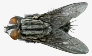 Flesh-fly - Flesh Fly Identification Transparent PNG - 450x300 - Free ...