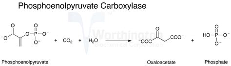 Phosphoenolpyruvate Carboxylase - Worthington Enzyme Manual