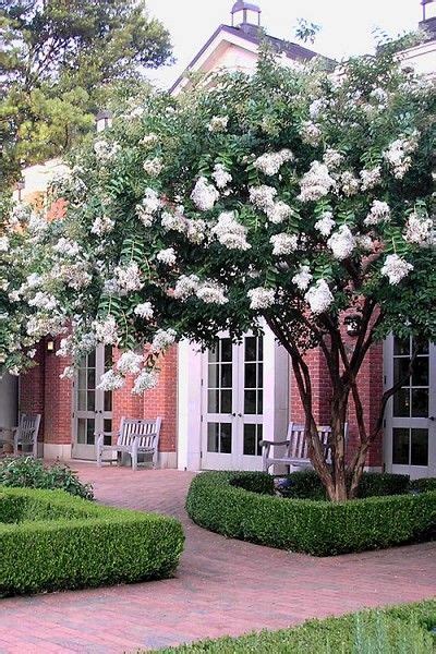 Buy Natchez White Crape Myrtle Trees - FREE SHIPPING - For Sale Online From Wilson Bros Gardens ...