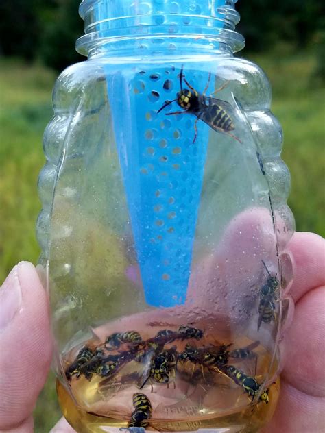 Couple patent Montana-made insect traps