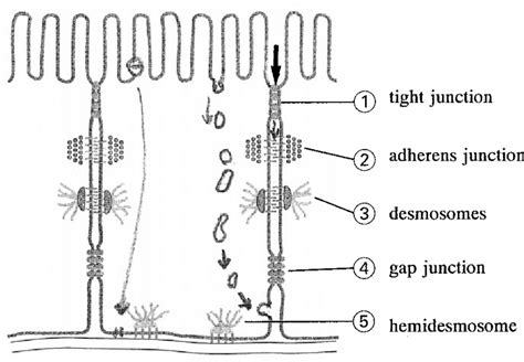 Cell-Cell or Interceullular Junctions | Epomedicine