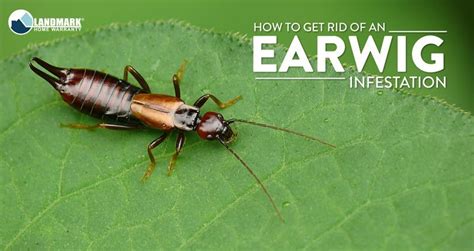 Learn more about earwigs (including how to get rid of them!) with our pest control guide located ...