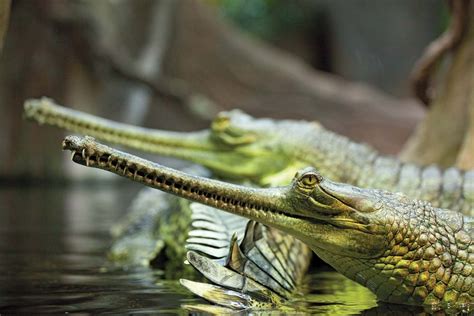 Gavial | Description, Diet, Meaning, & Facts | Britannica