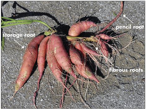 Sweetpotato Storage Root Initiation | Mississippi State University Extension Service