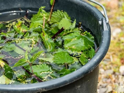 Why You Should Use Nettle Fertilizer for Tomatoes? A Recipe