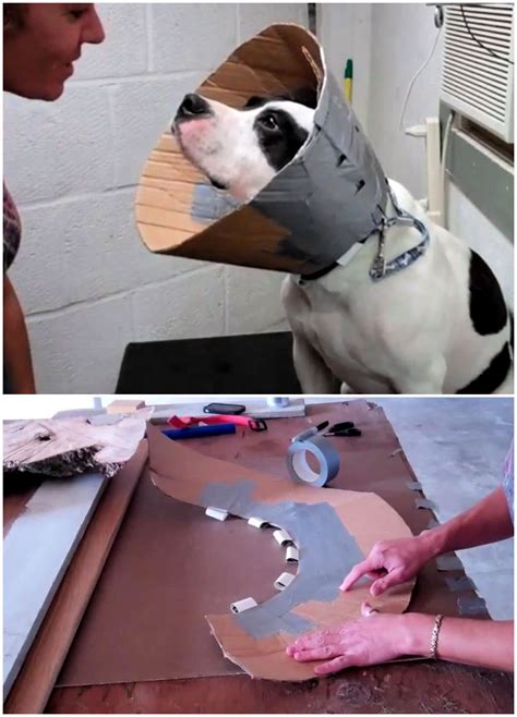 How to Make a DIY Dog Cone (7 Homemade Dog Cone Ideas)