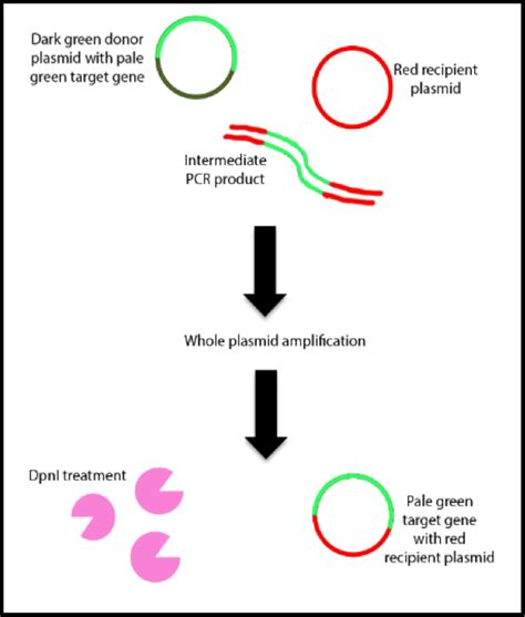 Letting Go of Your Ligase: Transfer PCR