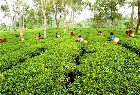 Assam tea garden photo