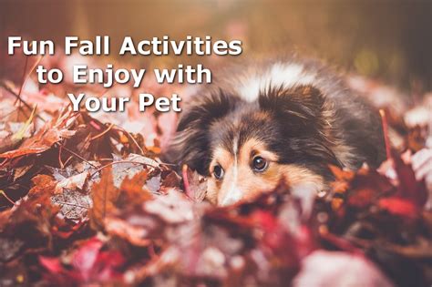 Ideas for Fun Pet-Friendly Fall Activities - All Pets’ Blog of Current ...