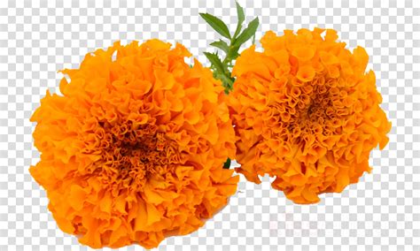 vector marigold flower png - Clip Art Library