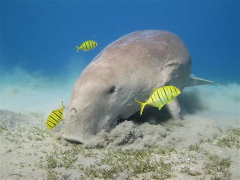 Dugong Facts | CRITTERFACTS