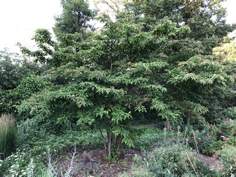 Pagoda Dogwood - Jeffries Nurseries