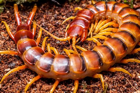 Ciri Ciri dan Klasifikasi Arthropoda - Biologi Edukasi: Belajar Sains Biologi