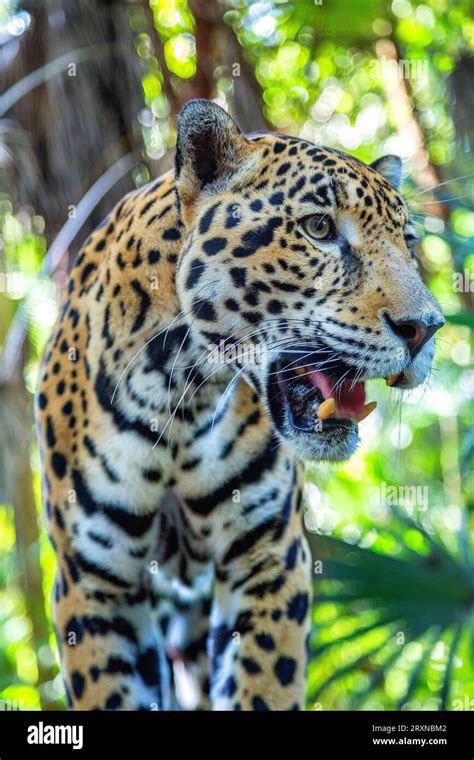 Jaguar habitat hi-res stock photography and images - Alamy