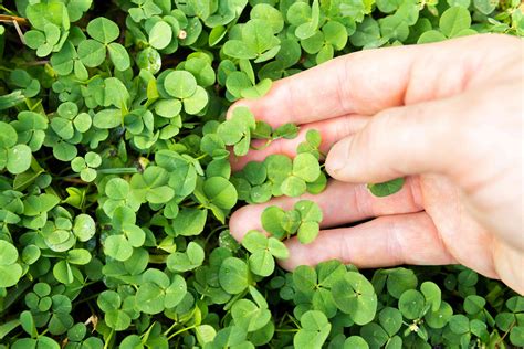 How to Plant a Clover Lawn