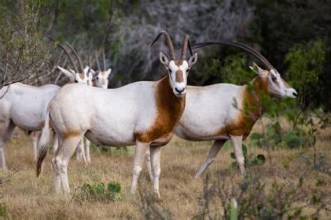 15 African Animals With Horns - Everything You Need to Know