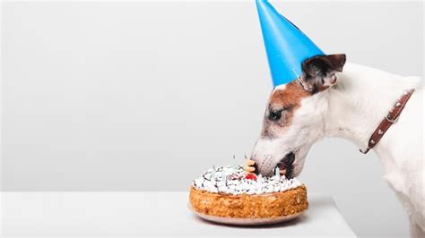 Premium Photo | Cute dog eating birthday cake