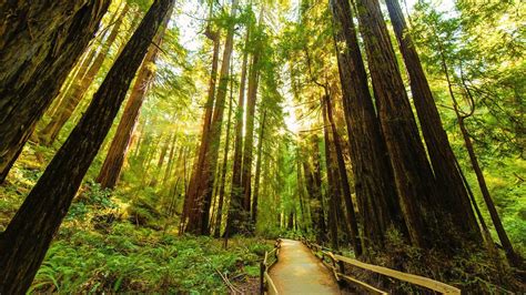 Redwood Trees Wallpaper - WallpaperSafari