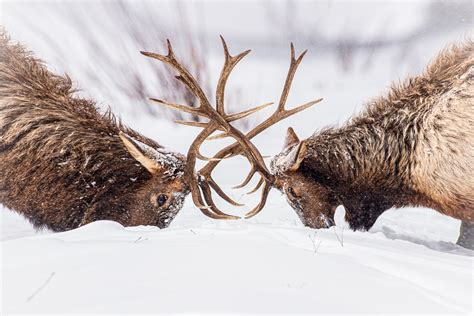 Buy Wildlife photography of two bull elk fighting with their antlers in heavy snow in ...