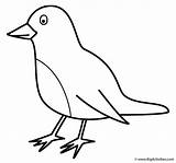 Robin  Coloring Page Birds sketch template