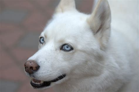 Why Do Huskies Eyes Change Color