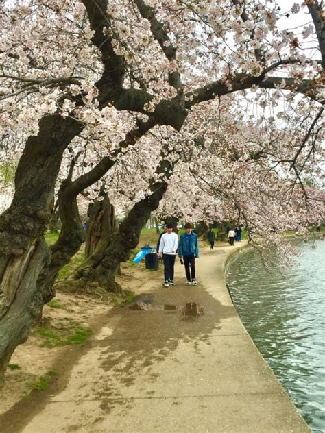 Washington DC Cherry Blossom Tour - Nonpartisan Pedicab