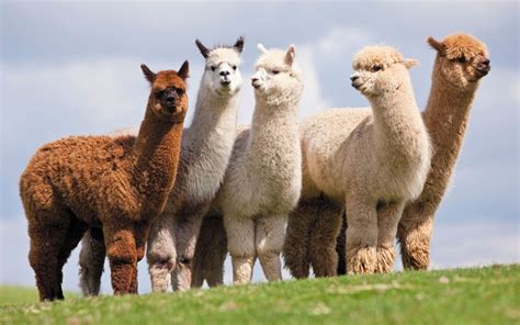 All about ALPACA — Pieces Of Argentina