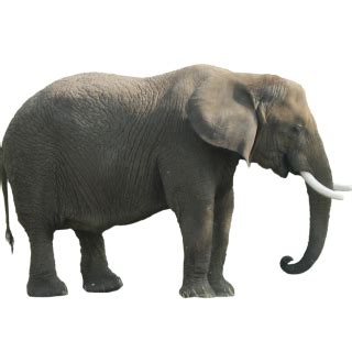 Elephant PNG, Elephant Transparent Background - FreeIconsPNG