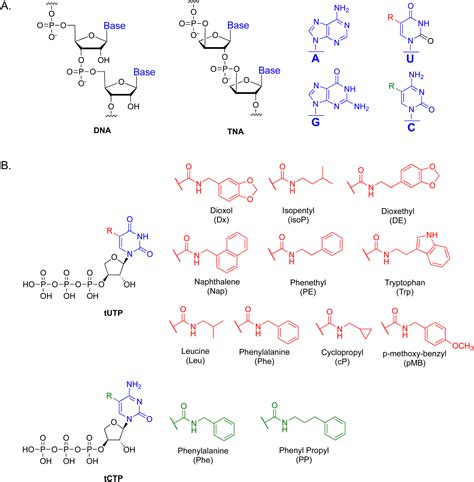 Increasing the functional density of threose nucleic acid - RSC ...