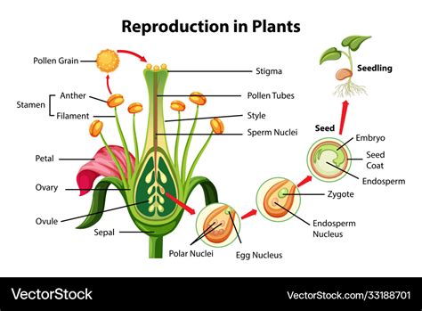 Plant Organism