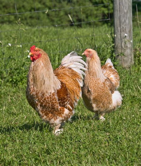 The Official PoultryBookstore.com Blog: Pastured Poultry