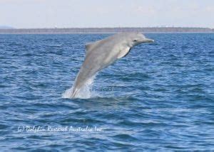 Dolphin Expeditions - Dolphin Research Australia.Org