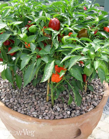 Growing Peppers from Sowing to Harvest