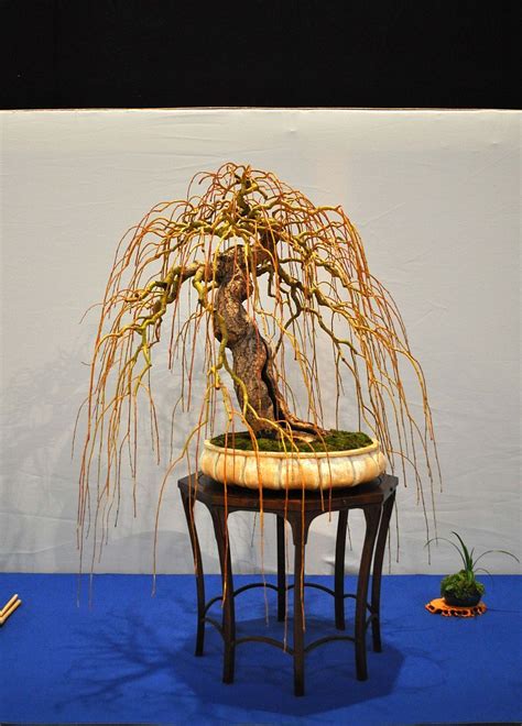 Weeping willow bonsai with proper ramification. | Weeping bonsai, Bonsai, Bonsai styles