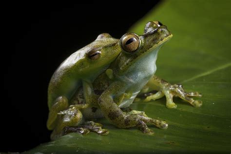 How Do Frogs Reproduce? - Frog Reproduction, Egg Laying and Development