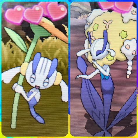 Two Shiny Flabebe! + Both Evos! | Shiny Pokemon Amino Amino