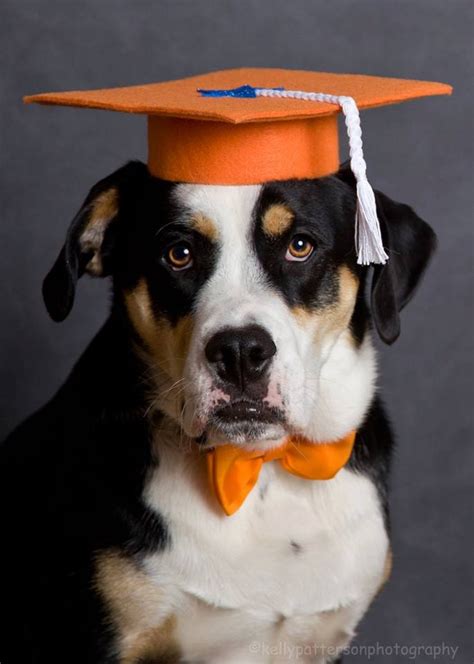 Dog Graduation Cap / Graduation Hat Costume by petdogtrainer