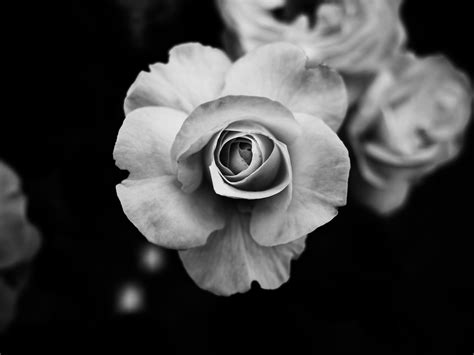 Flower Images Black And White Free | Best Flower Site