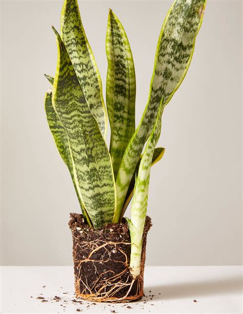 Snake Plant Laurentii | Snake plant, Plants, Unusual plants