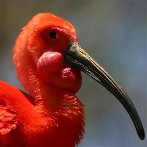 Scarlet Ibis - Facts, Diet, Habitat & Pictures on Animalia.bio