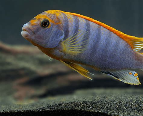 Red Top Hongi (Labidochromis sp.) – Imperial Tropicals