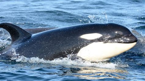 Endangered Orca Whales Give Birth to 7th Calf of 2015