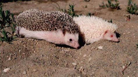 African Pygmy Hedgehog Facts | Anatomy, Diet, Habitat, Behavior ...