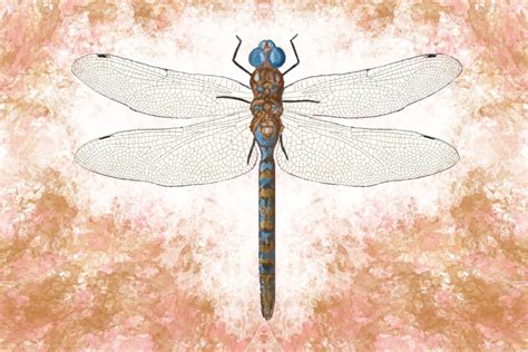 The Blug: Dragonflies - Scienceline