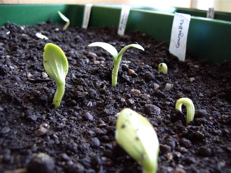 Squash seedlings | It didn't occur to us until we planted th… | Flickr