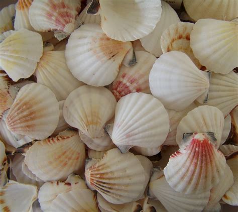 Rare Sea Shells - Viewing Gallery