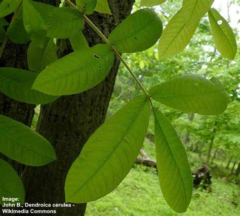 Hickory Trees: Types, Bark, Leaves, Nuts (Pictures) - Identification Guide