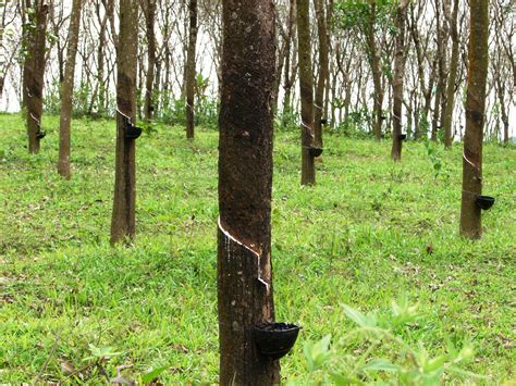 File:Rubber trees in Kerala, India.jpg - Wikipedia