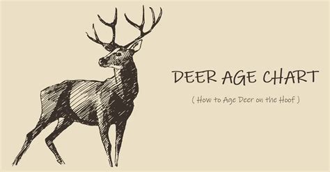 Deer Age Chart - How to Age Bucks on the Hoof - World Deer